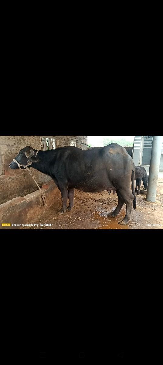 થંબનેલ 2