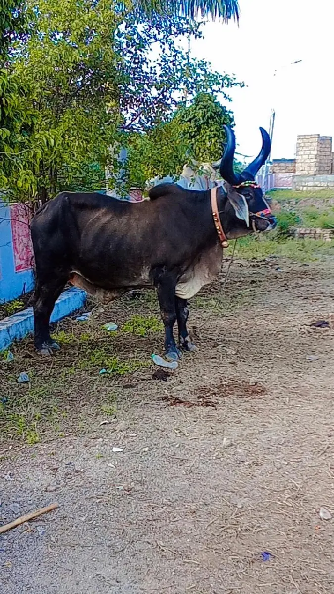 થંબનેલ 3