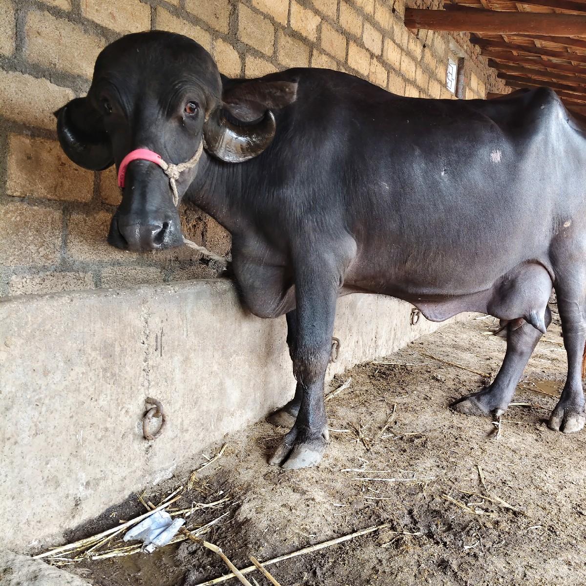 થંબનેલ 3