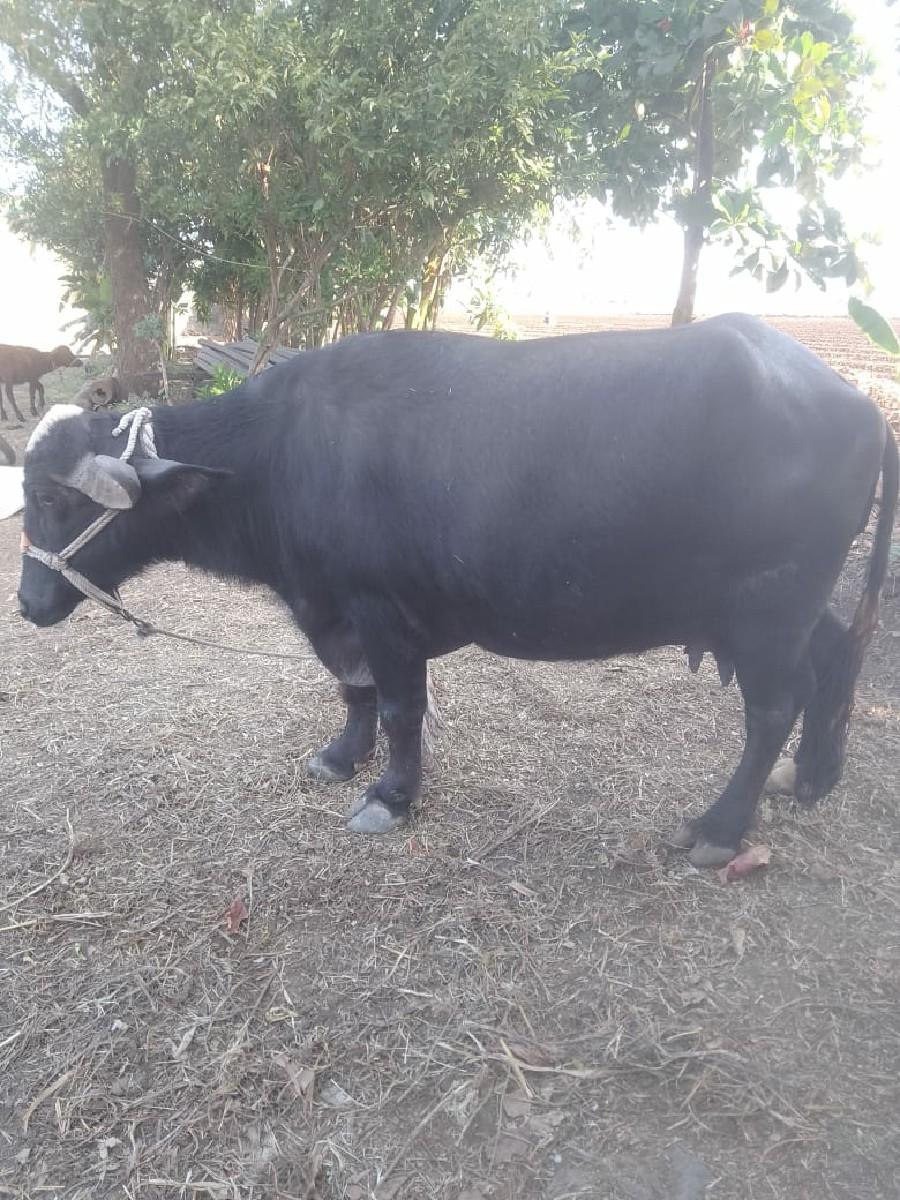 ભેંસ   વેચવાની સે ત્રીજું વેતર