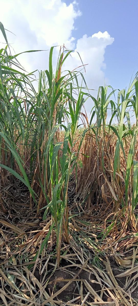 થંબનેલ 3