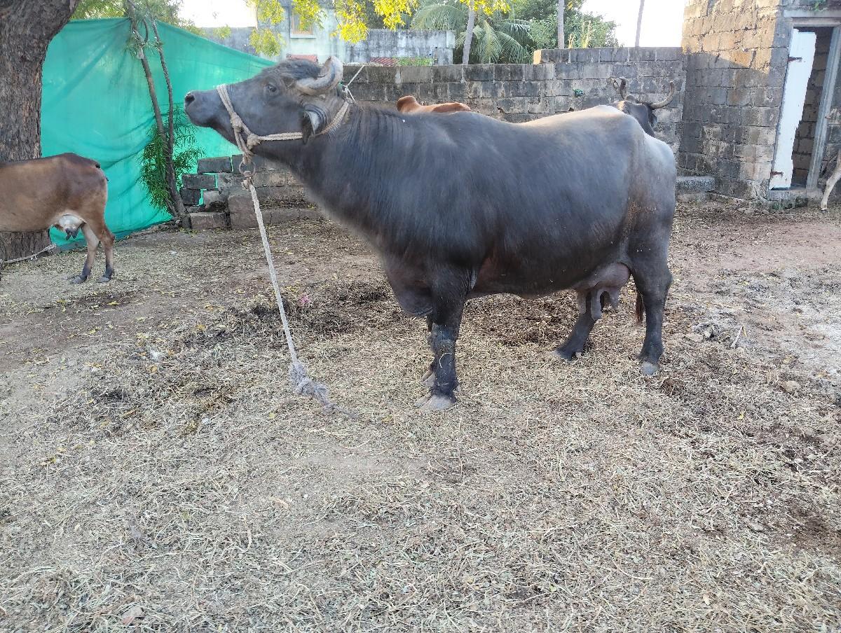 થંબનેલ 3