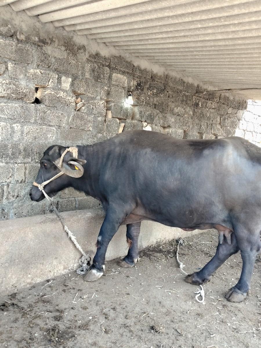 થંબનેલ 2