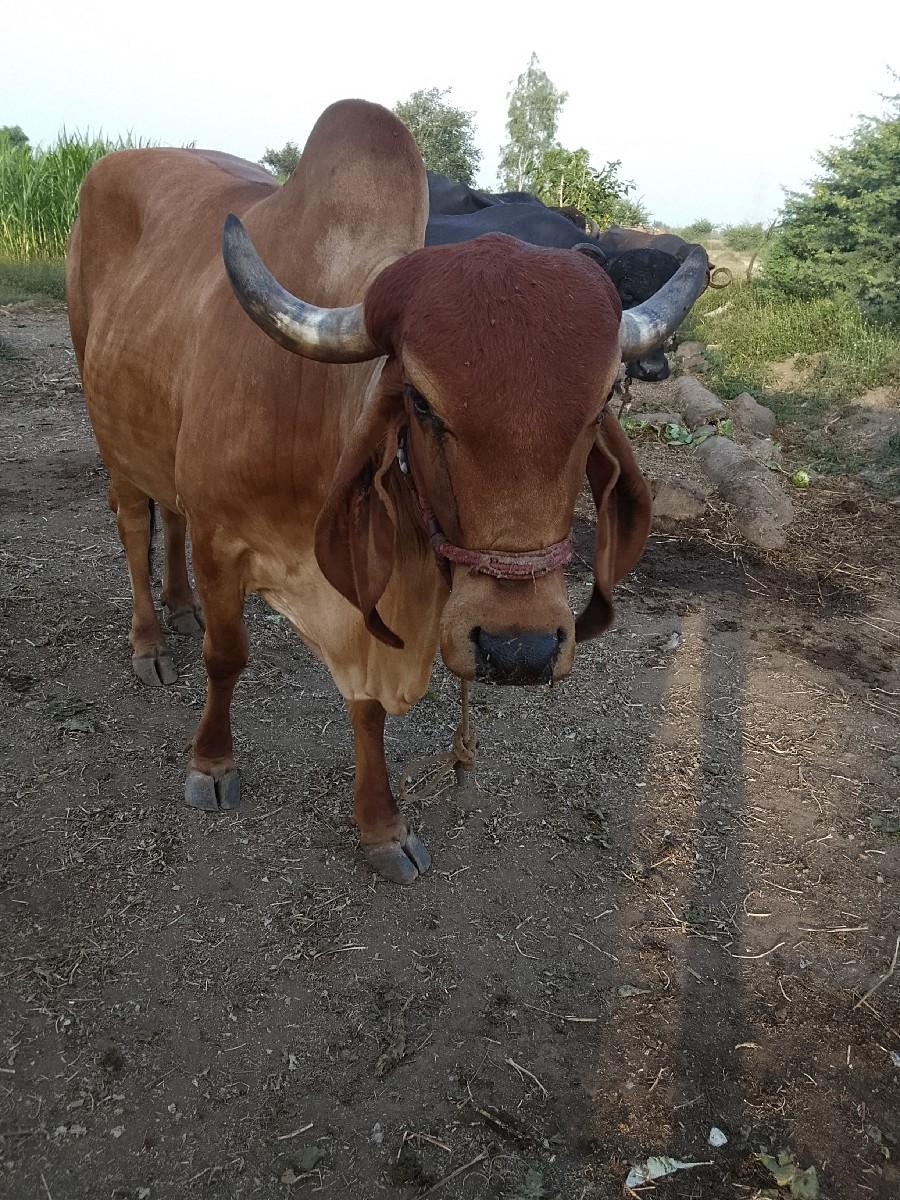 થંબનેલ 2