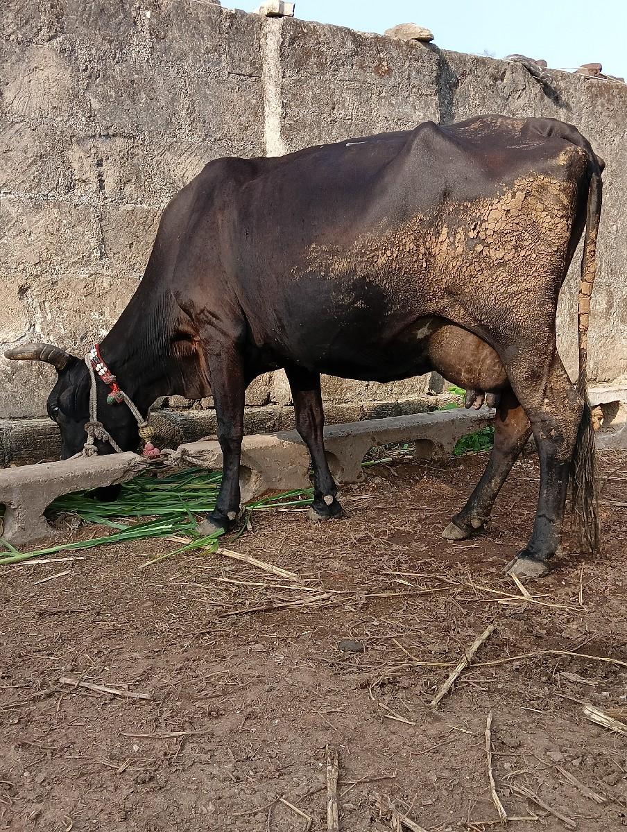 એસ એફ ગાયો વેચવાની છે