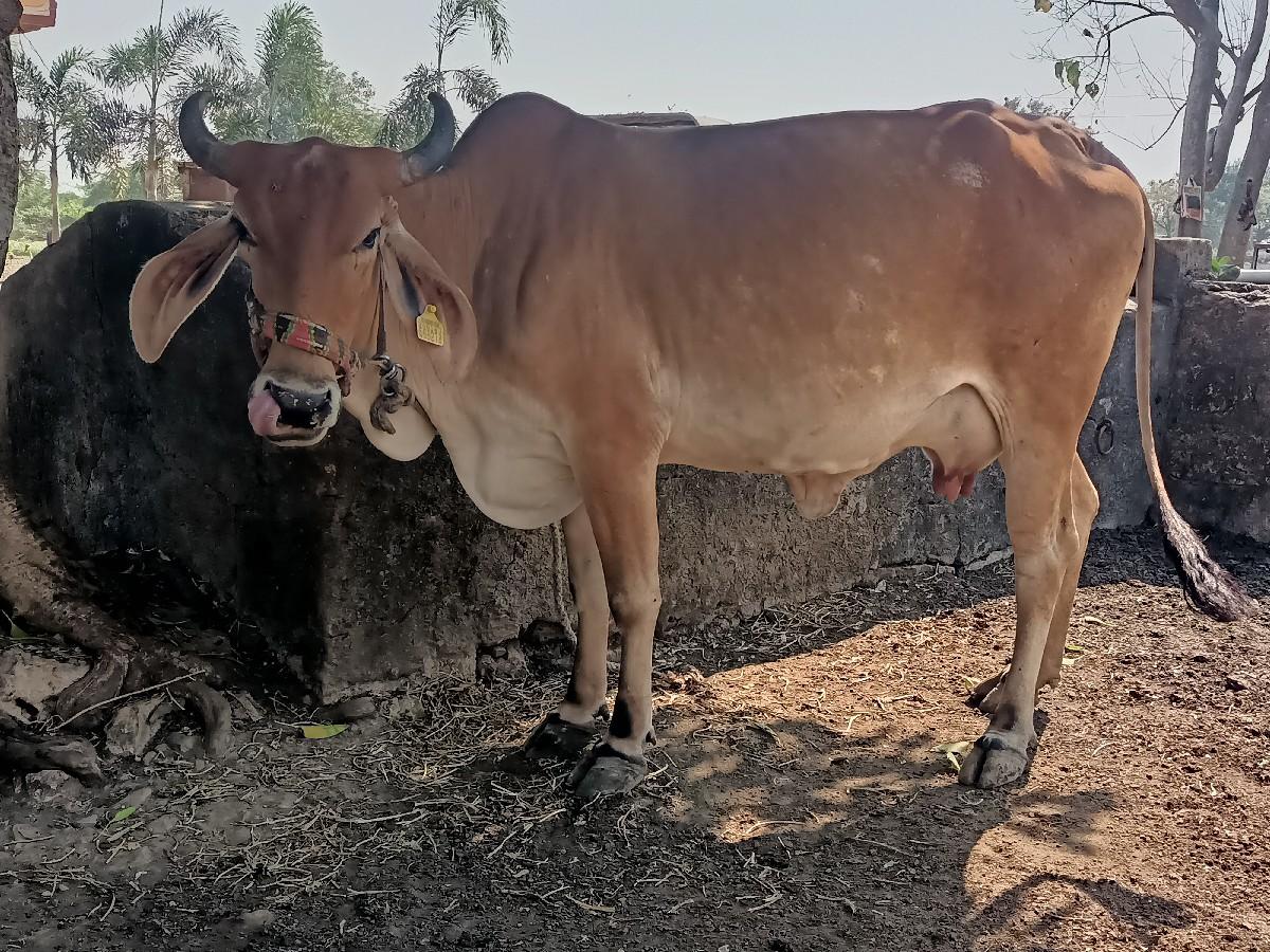 ગાય વેચવાની છે