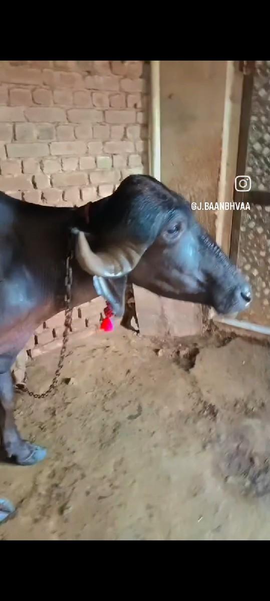 થંબનેલ 3