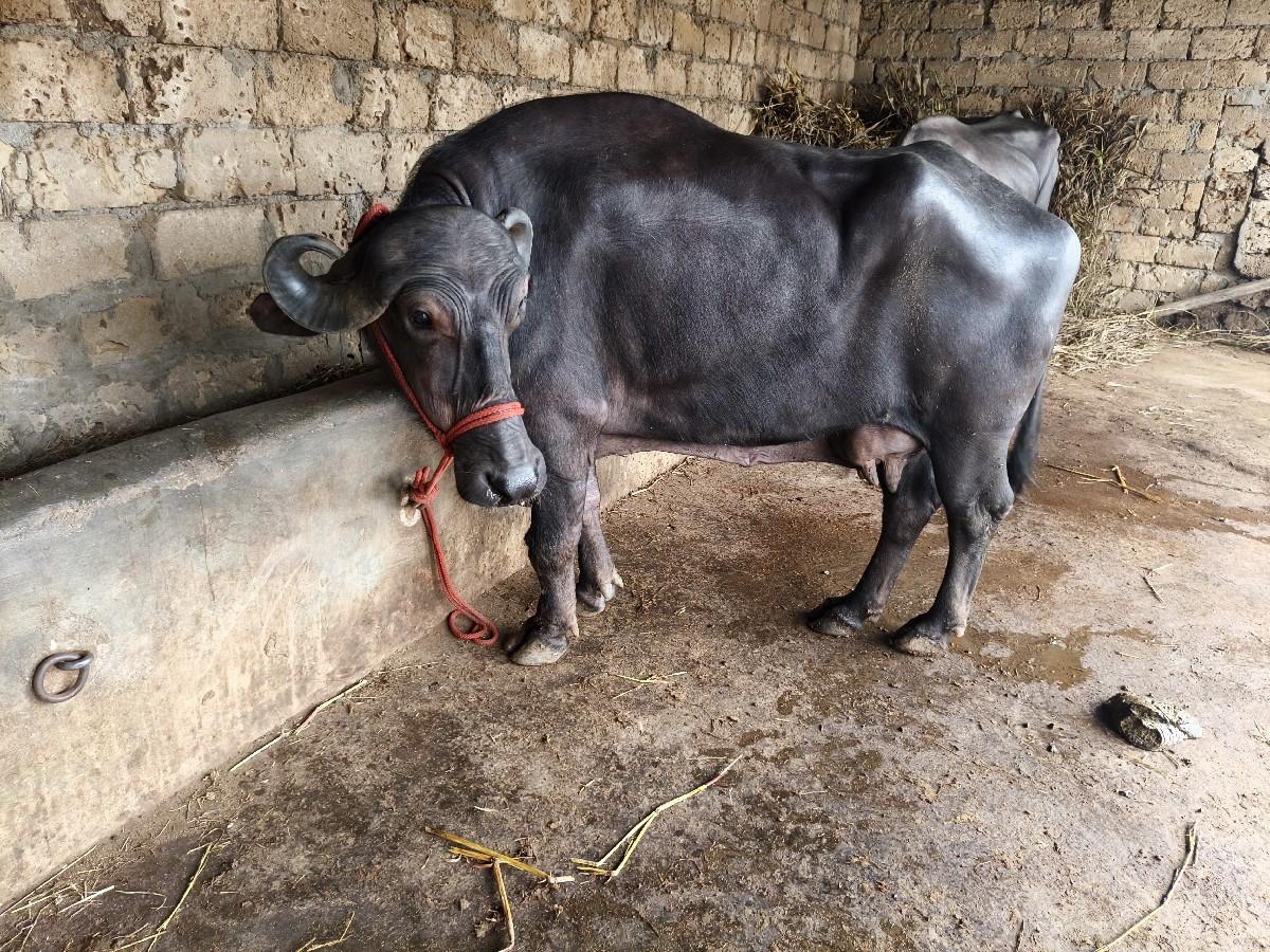 થંબનેલ 4