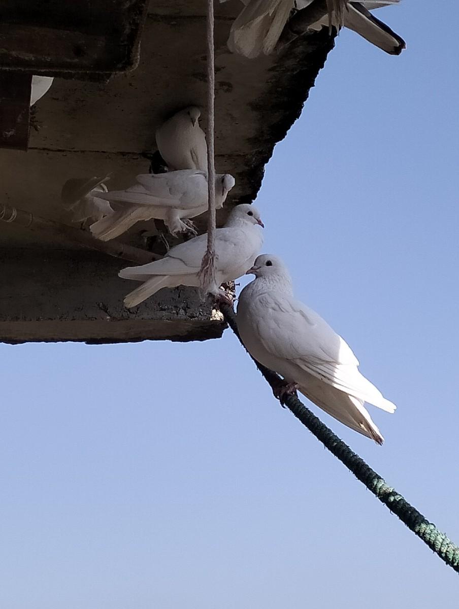 થંબનેલ 3