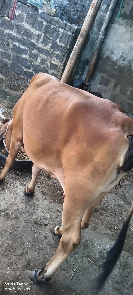 બીજું વેતર વોડકી ક્રોસ ક