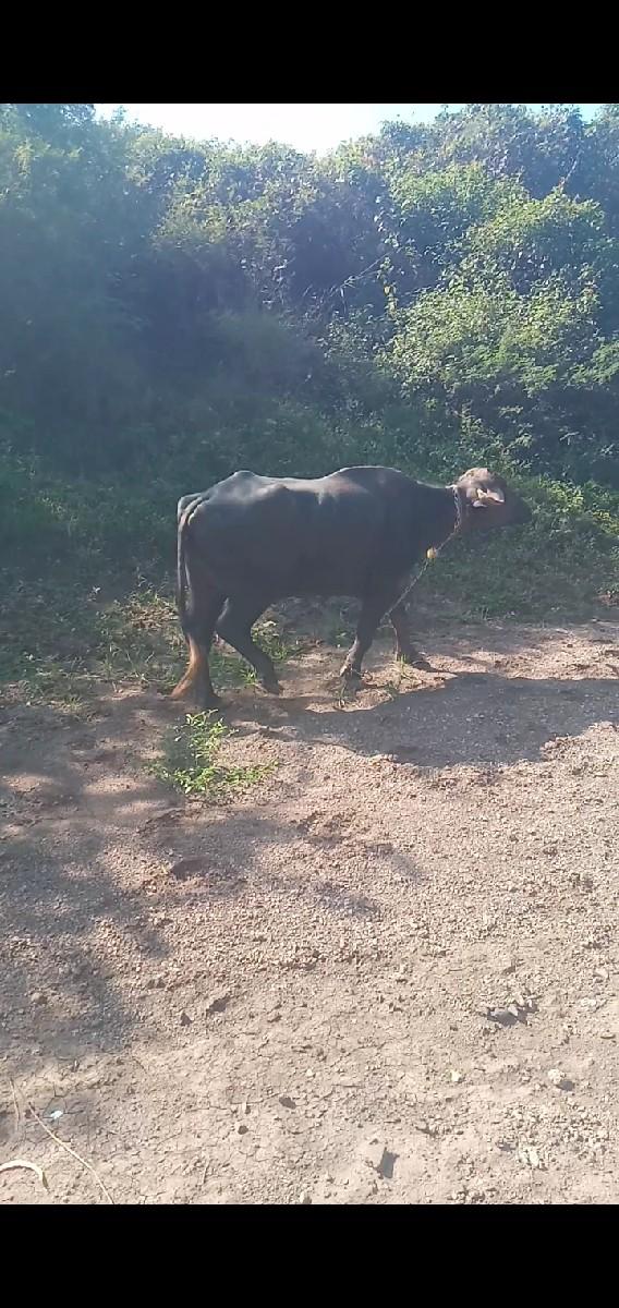 ખડાઈ વેચવાની છે