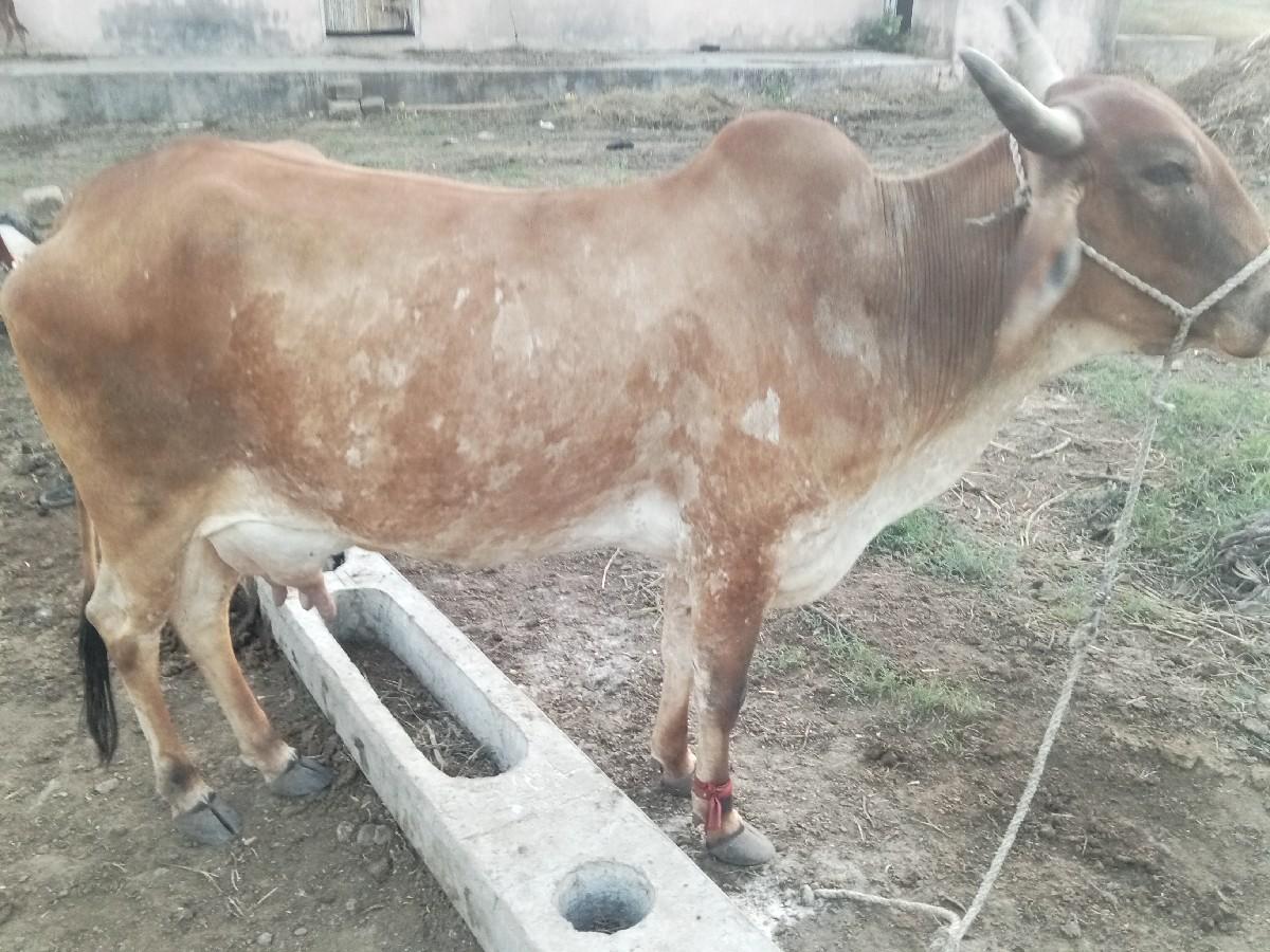 થંબનેલ 3