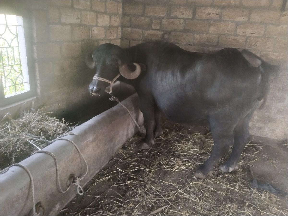 ત્રીજુ વેતર ભેંસ વેચવાની છે