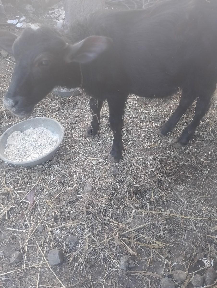 પાડિ વેચવાની છે