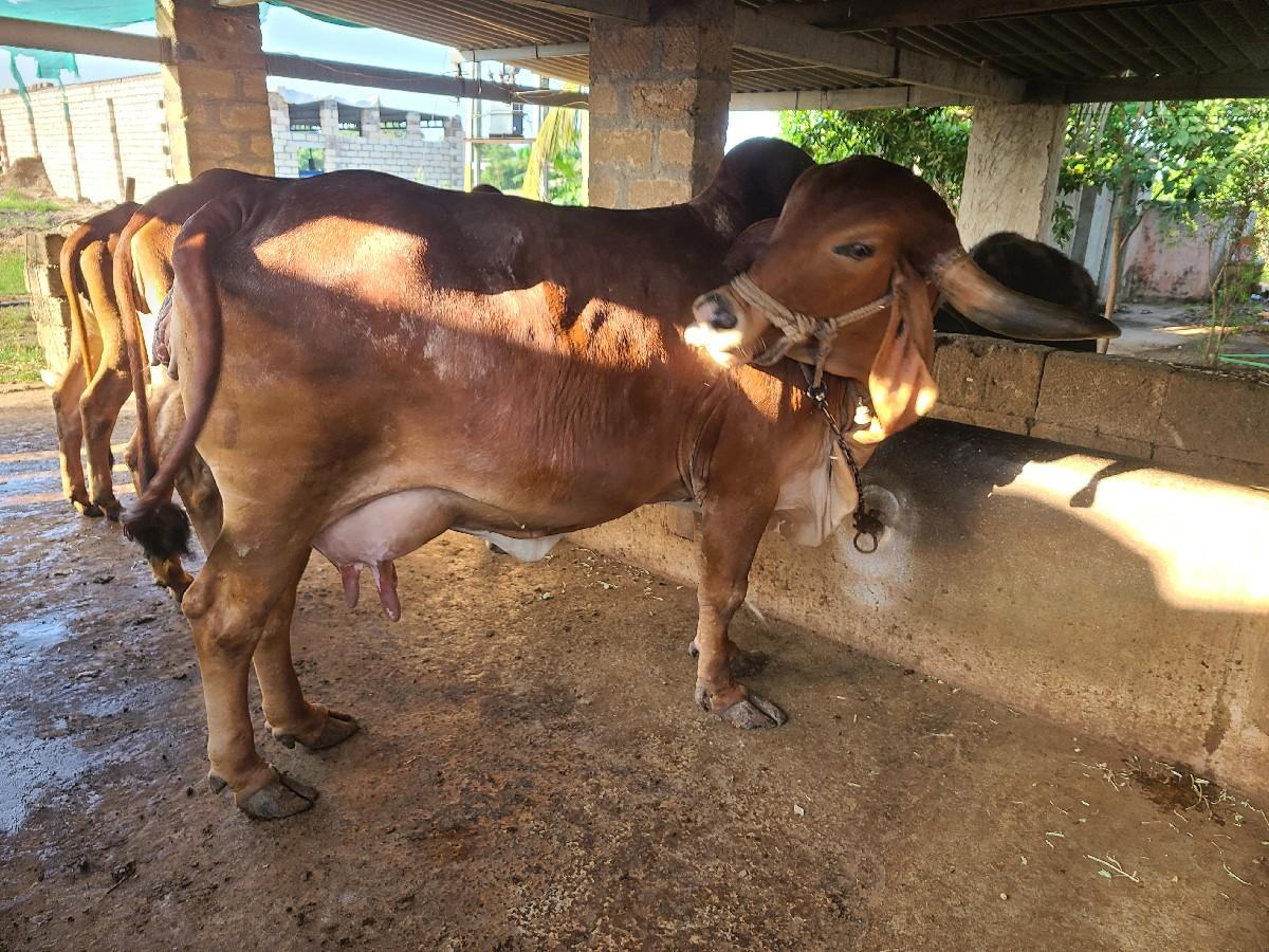 થંબનેલ 3