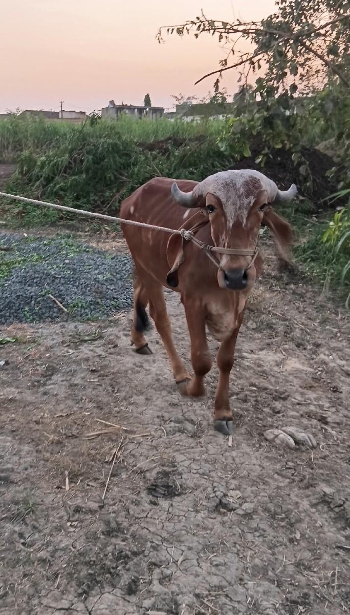 થંબનેલ 2