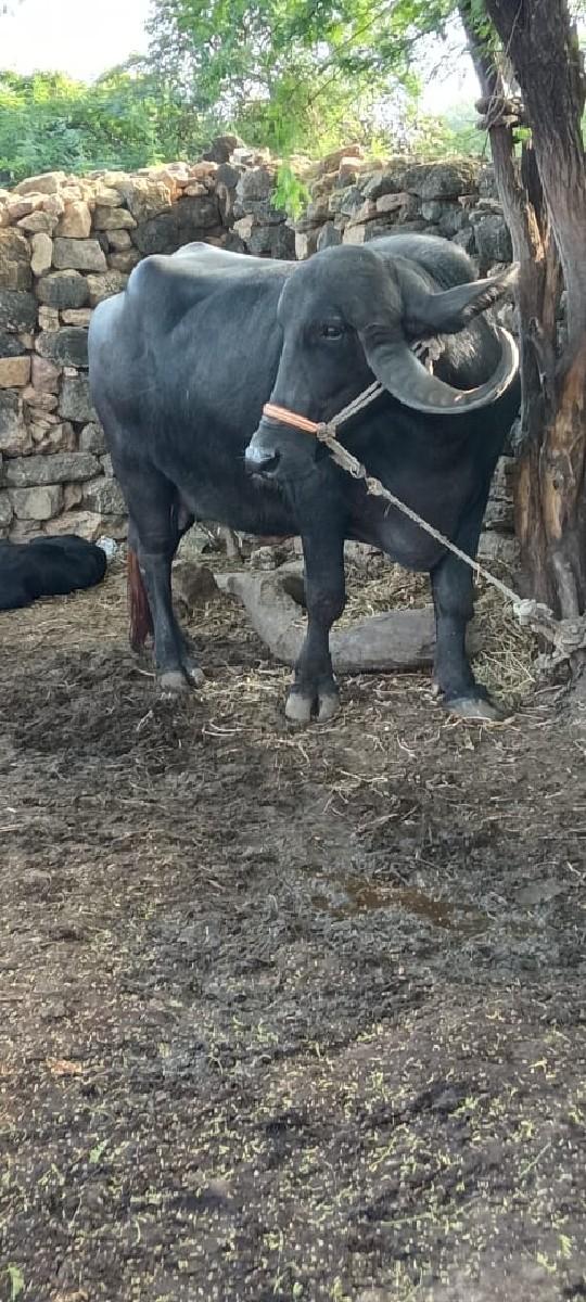 થંબનેલ 3