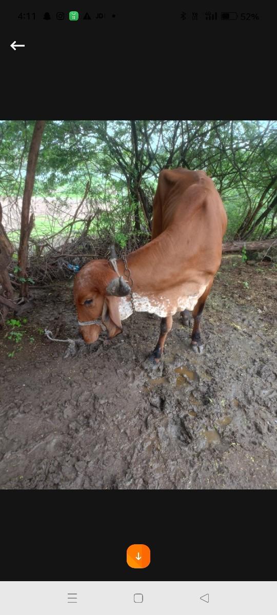 વે‌ચવાની છે હોડકી દેશી