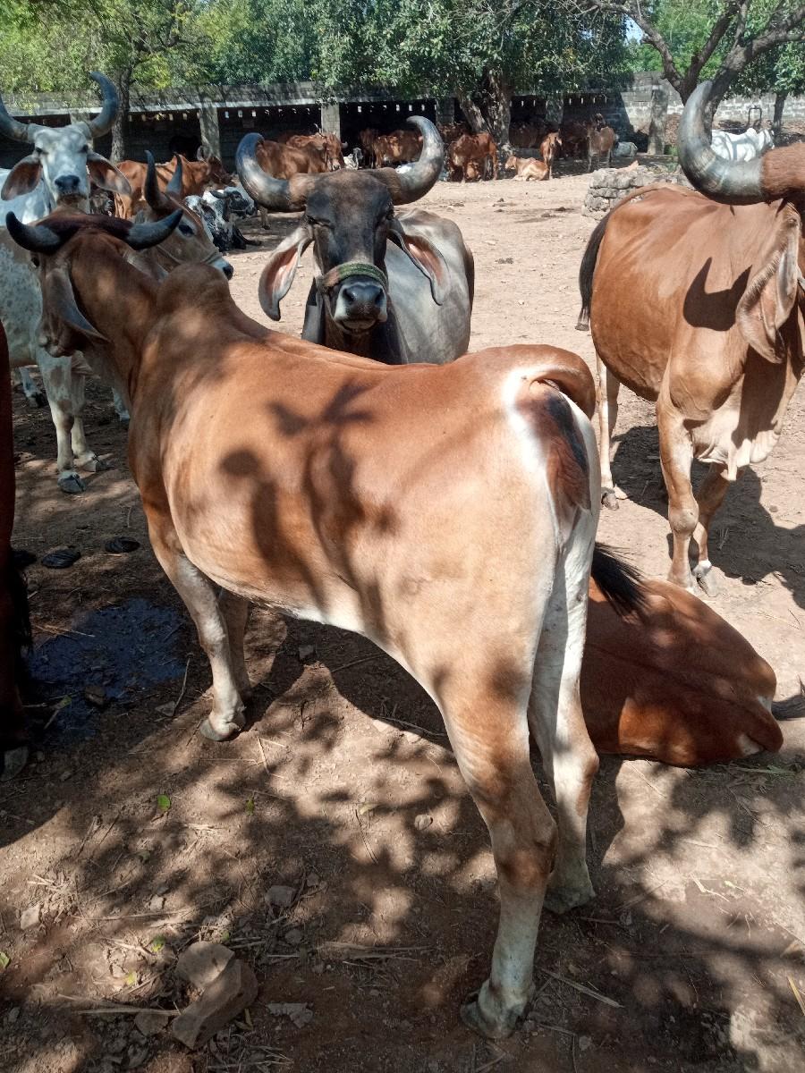 થંબનેલ 2