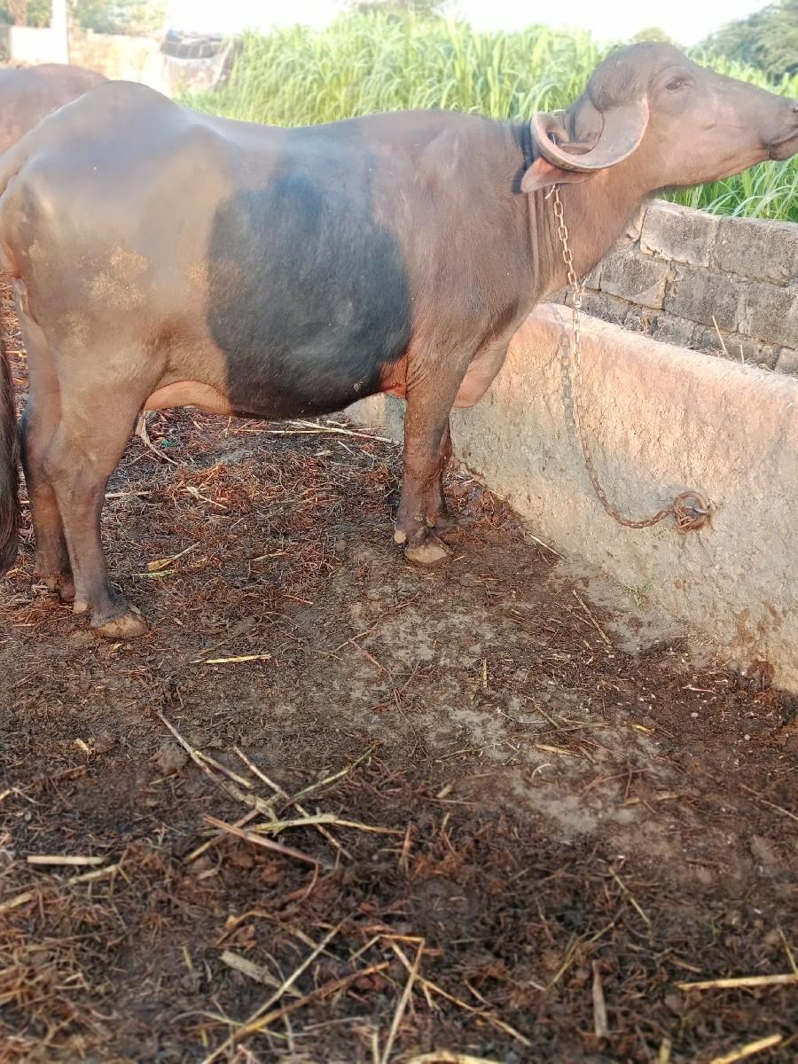 થંબનેલ 2