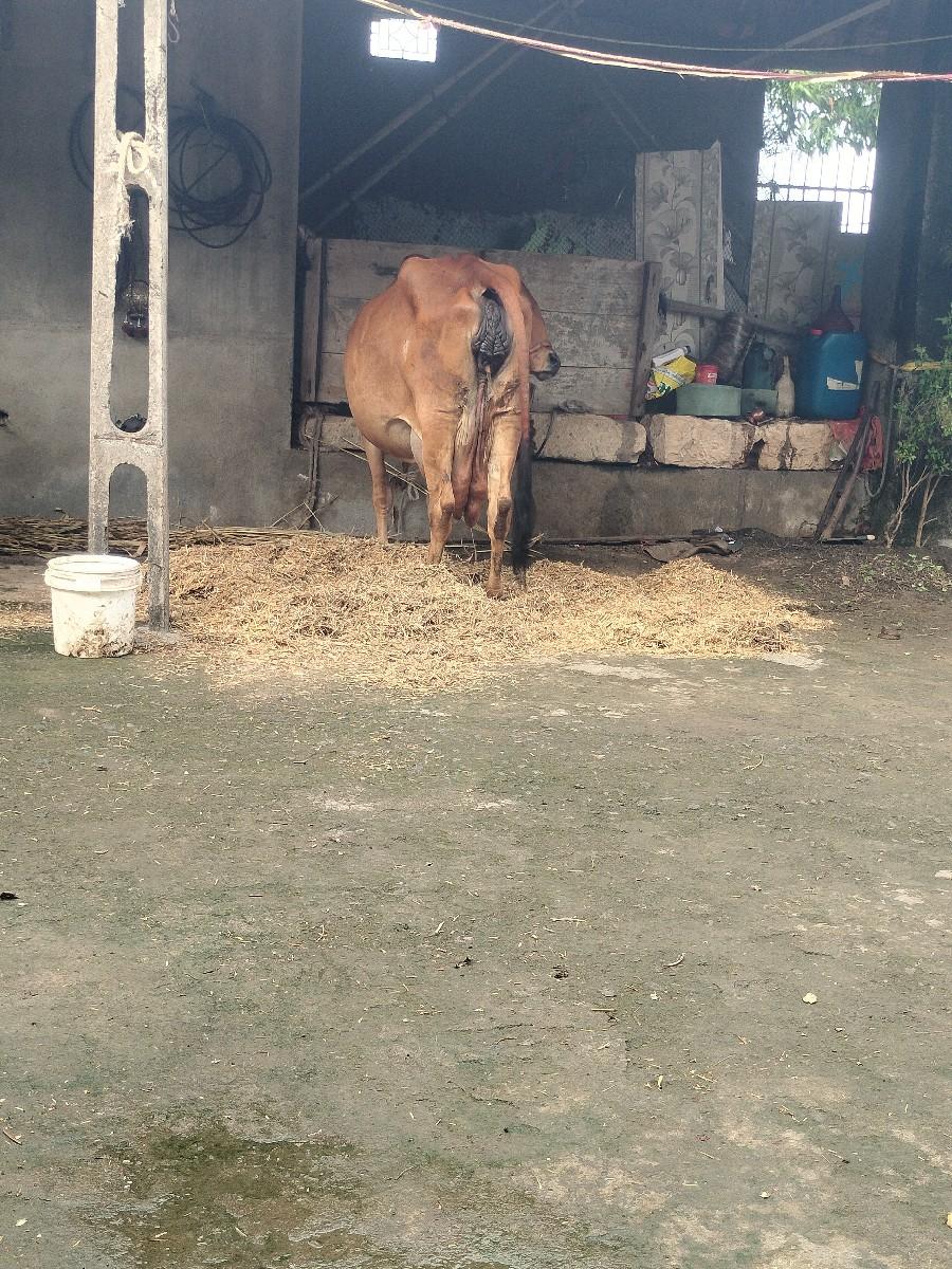 ગીર ગાય વેચવાની છે