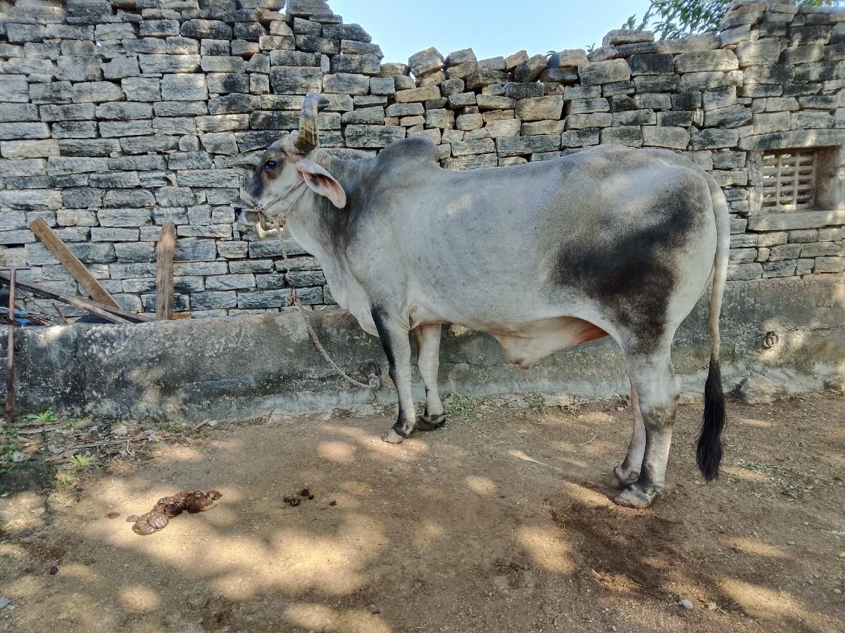 થંબનેલ 3