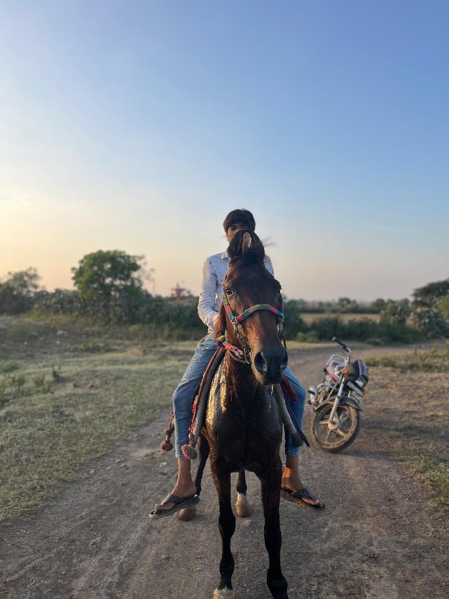 ધોડી વેચવાની છે