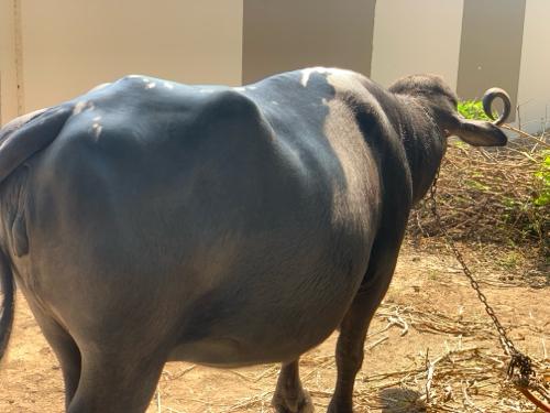 થંબનેલ 2