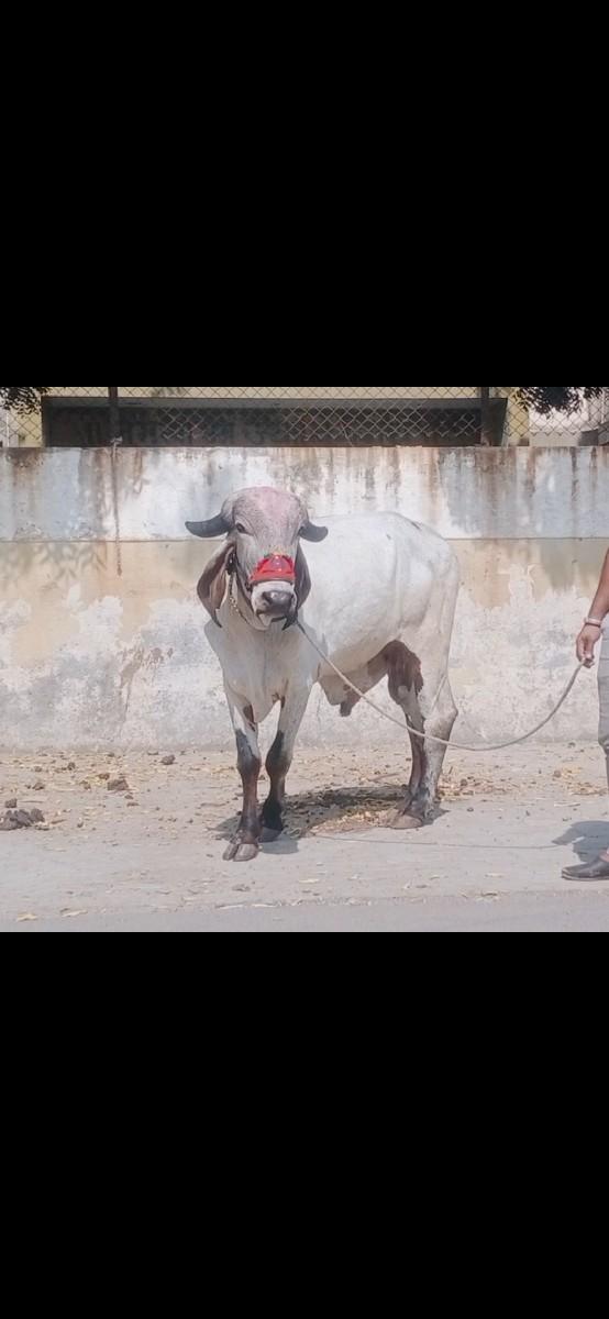 થંબનેલ 2