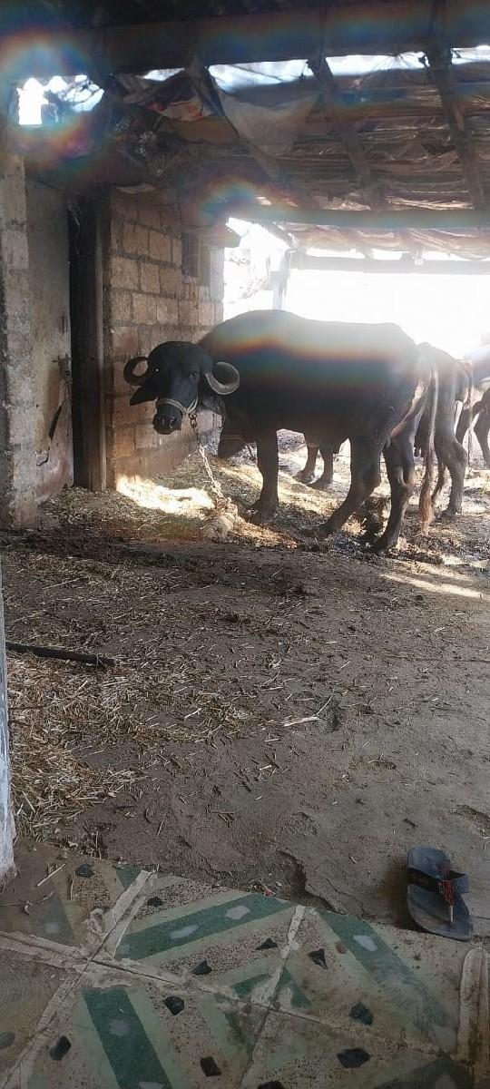 પાડો વેચવાનો છે