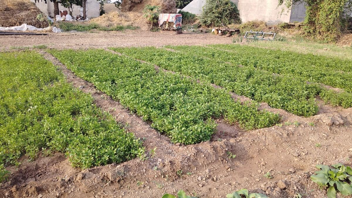 थंबनेल 3