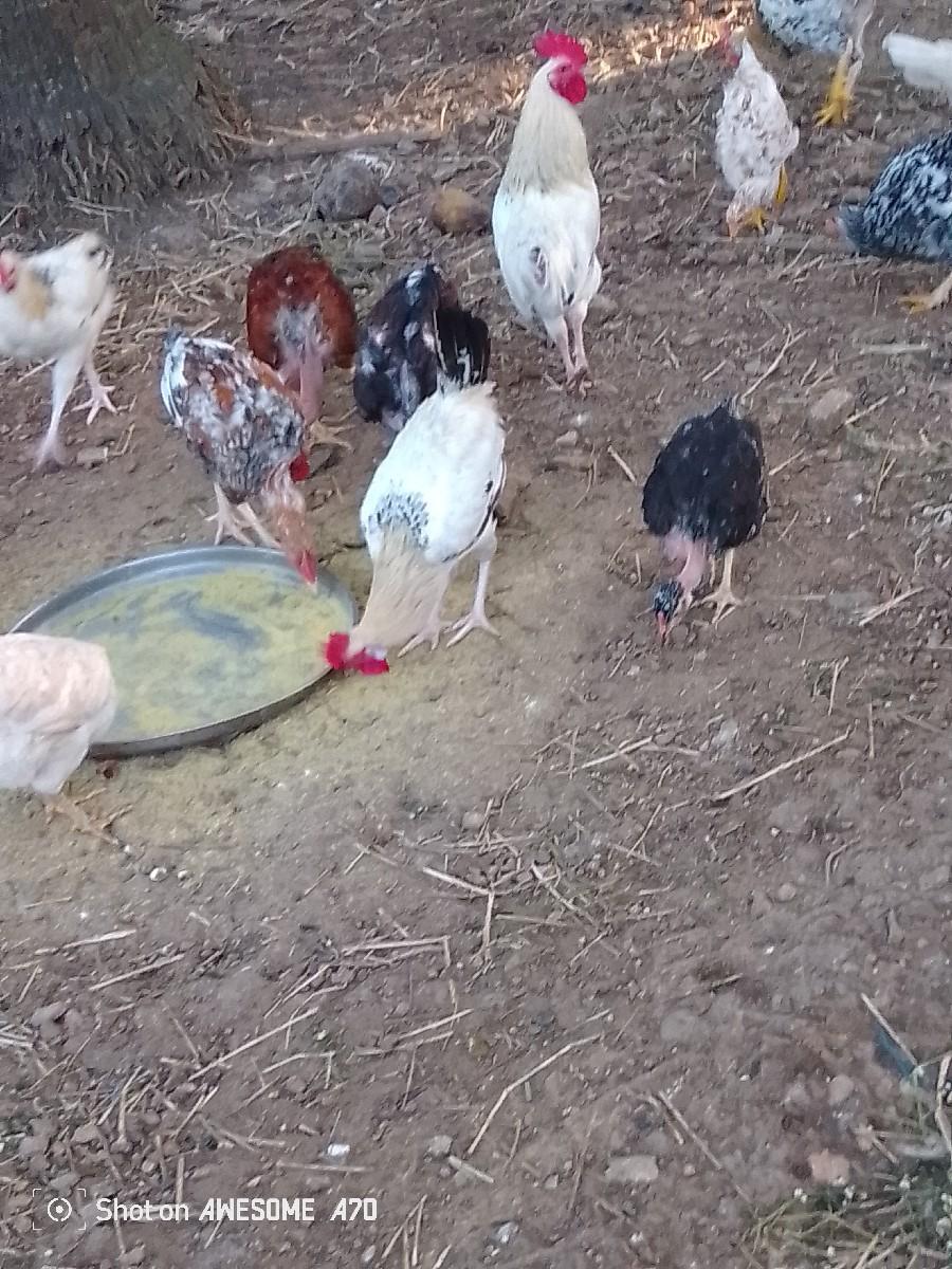 થંબનેલ 3