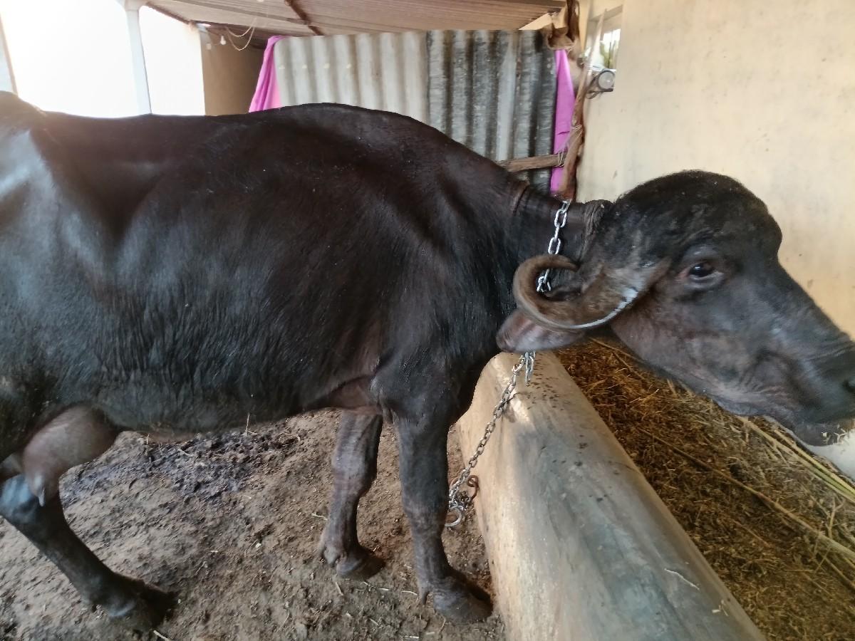 થંબનેલ 2