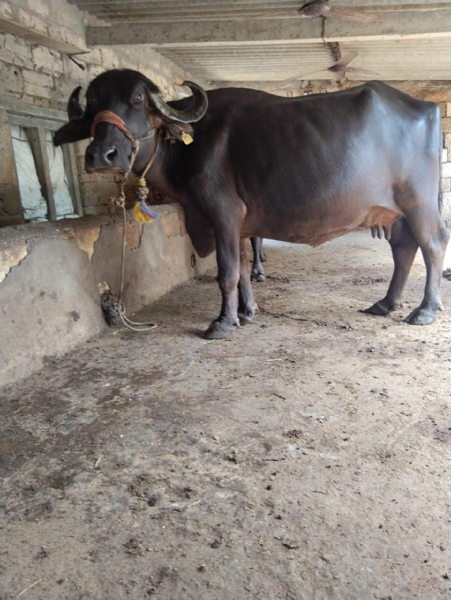 જયરાજ કારેથા