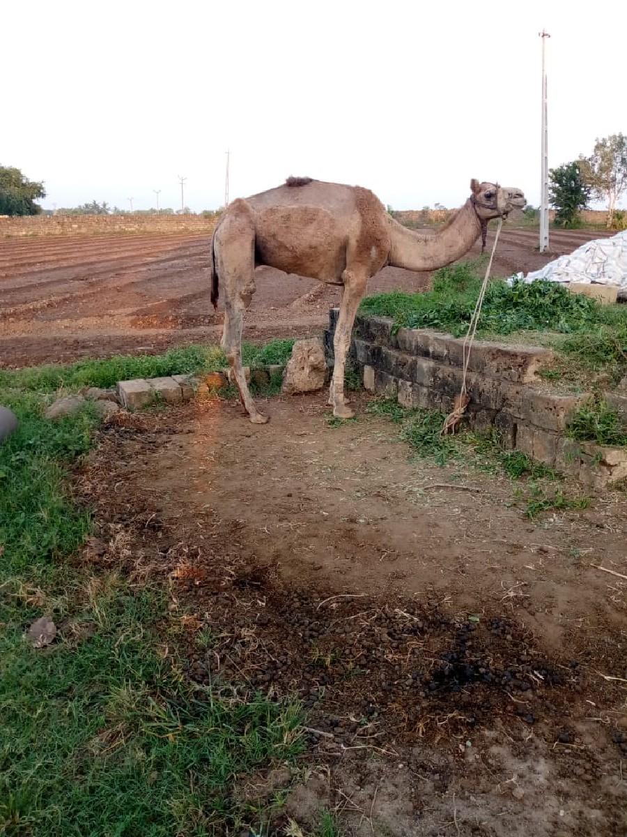 थंबनेल 2