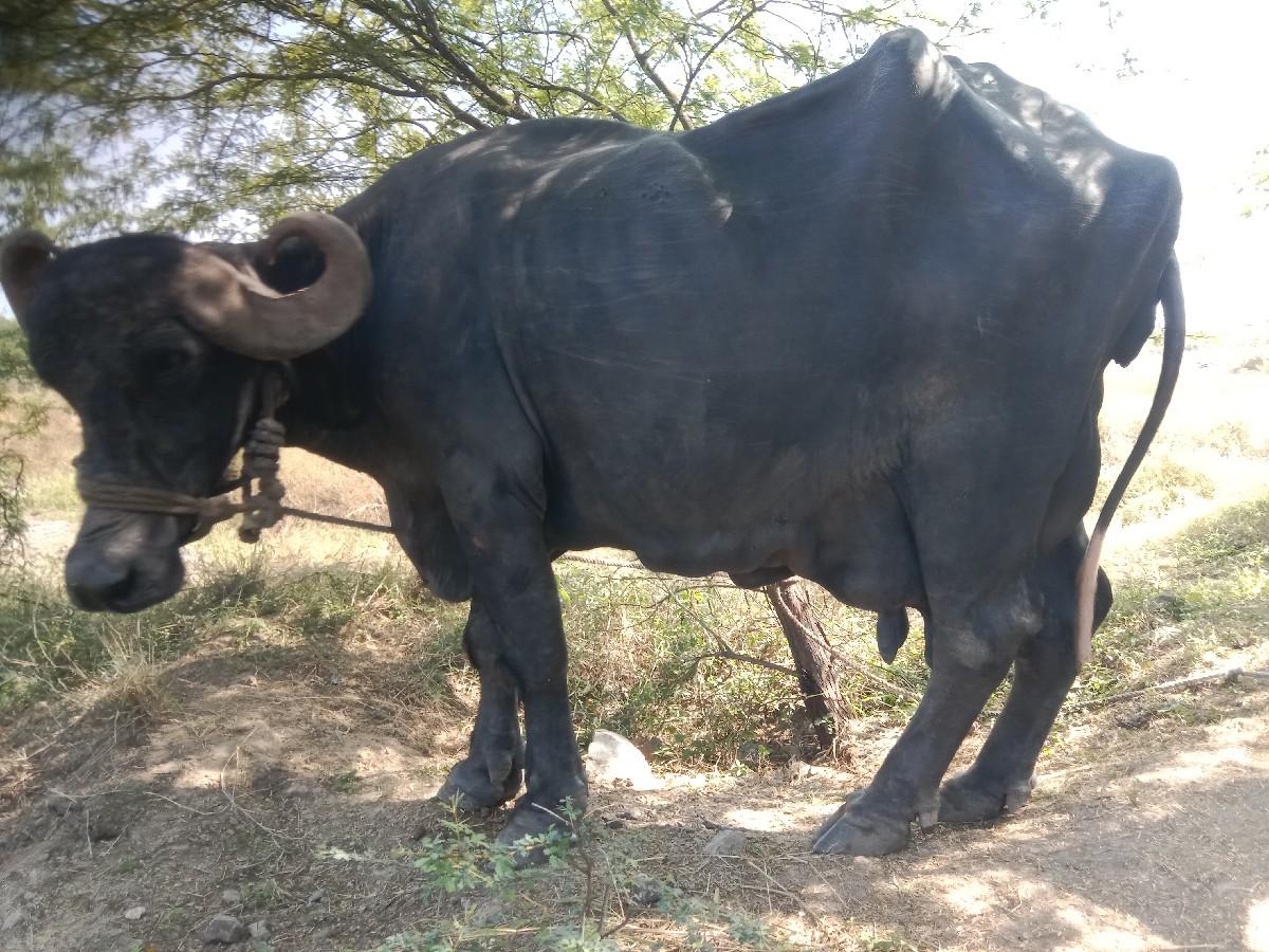 થંબનેલ 2