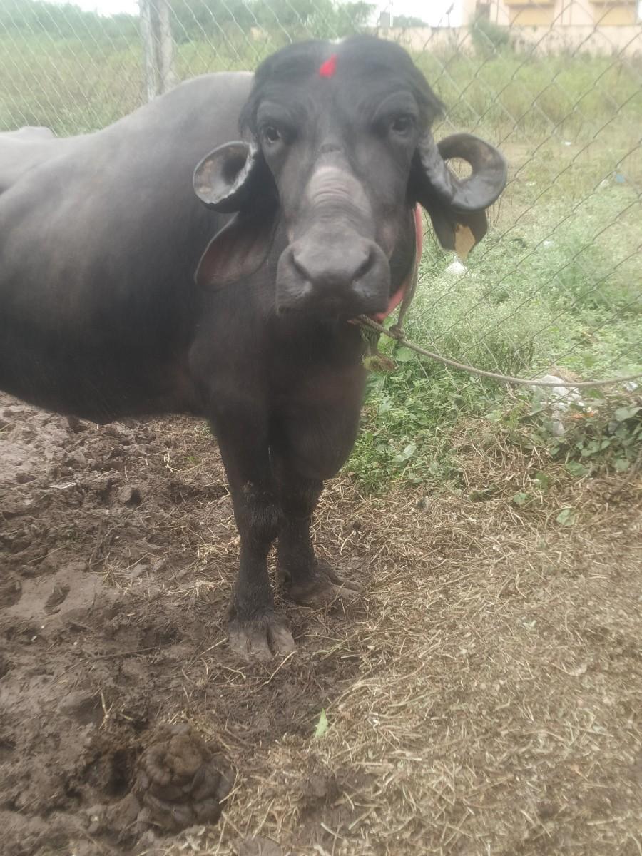 થંબનેલ 2