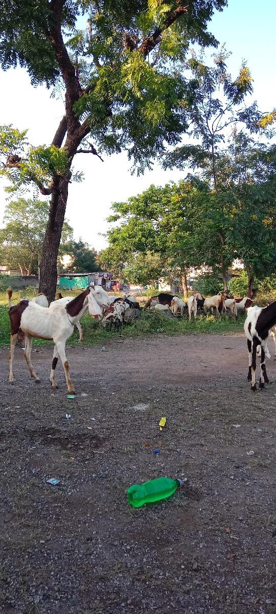 ગુલાબી.સોજત.બકરીયુ.તોતાપરી