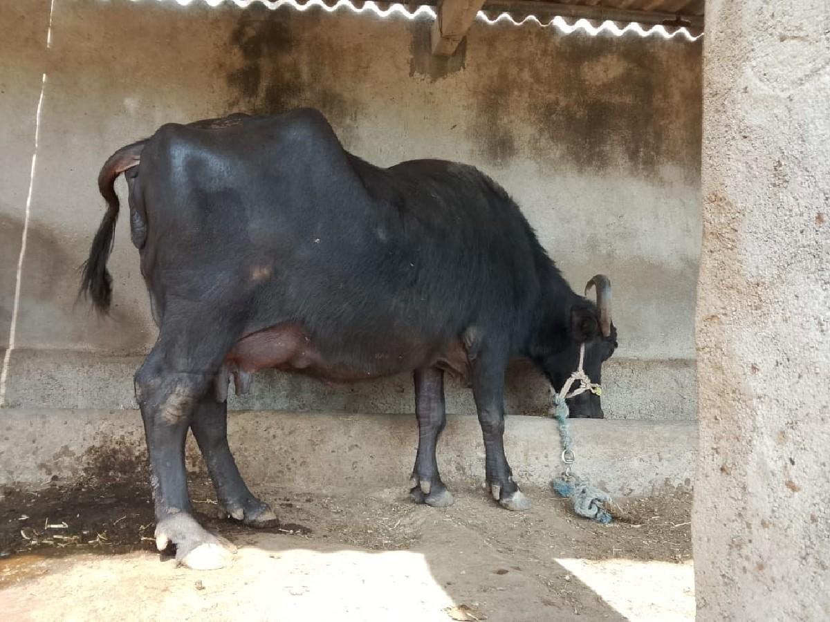 થંબનેલ 2