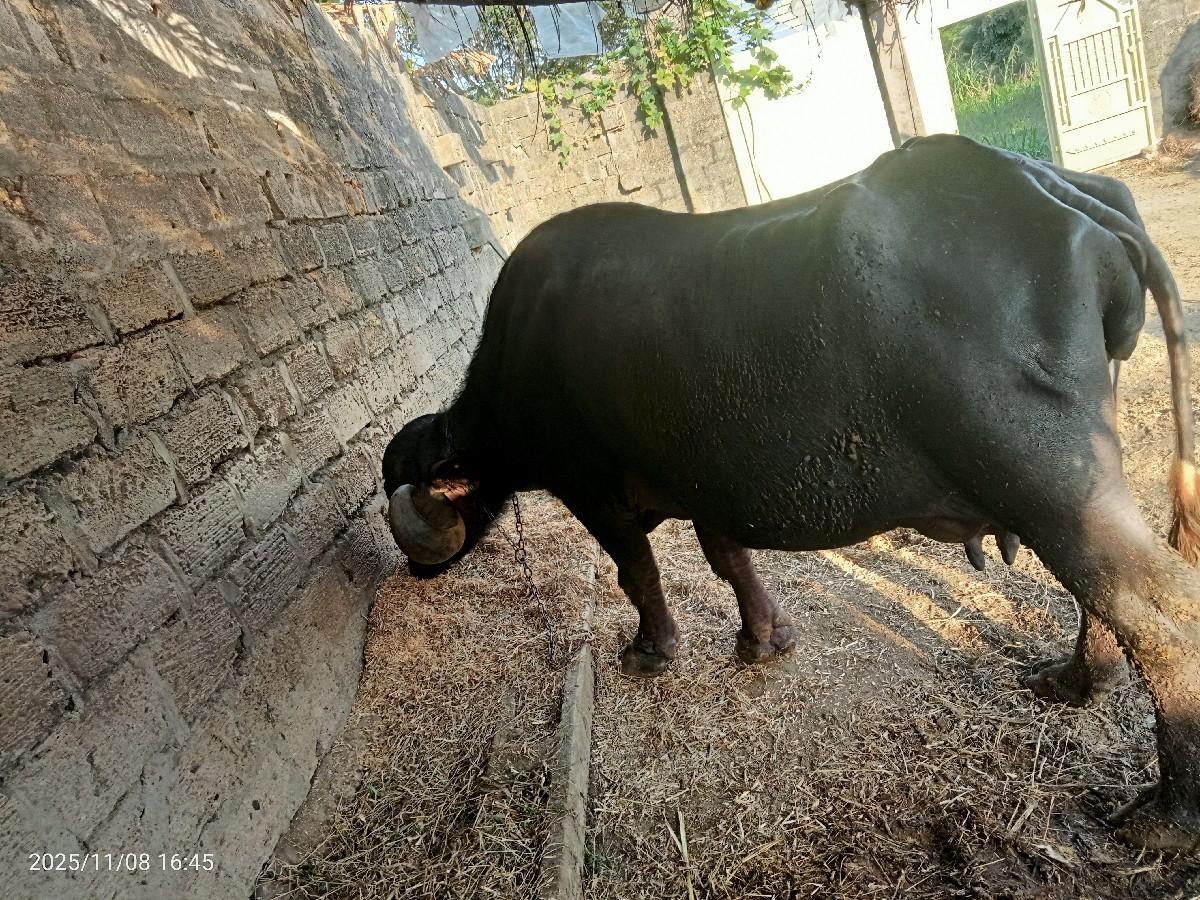 ભેંસ વેચવાની છે