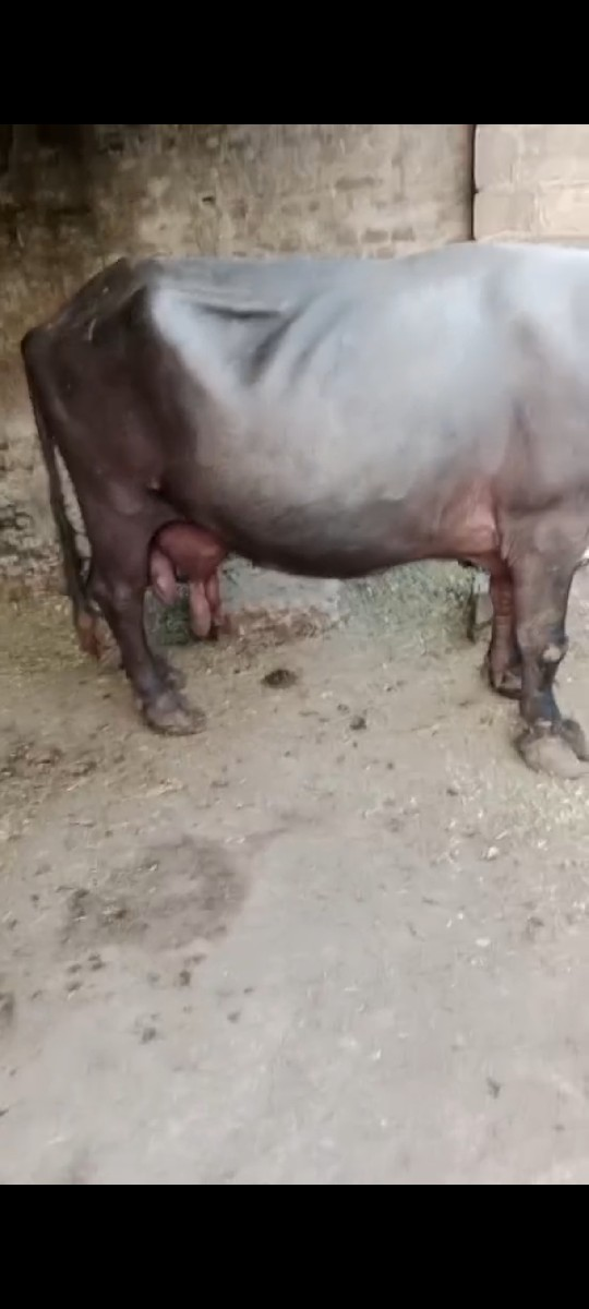 થંબનેલ 2