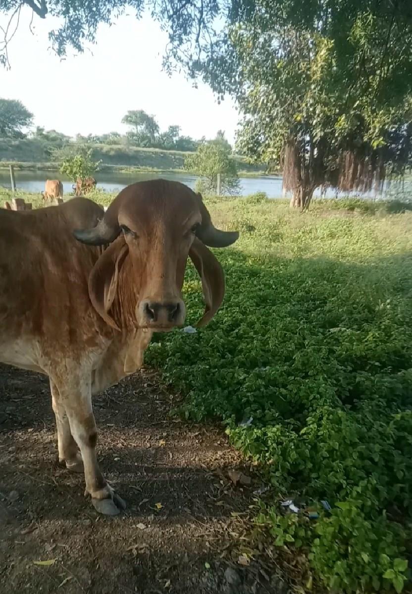 થંબનેલ 2