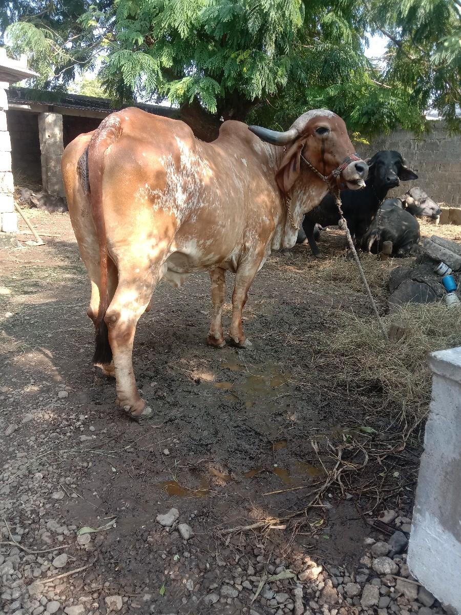 થંબનેલ 2