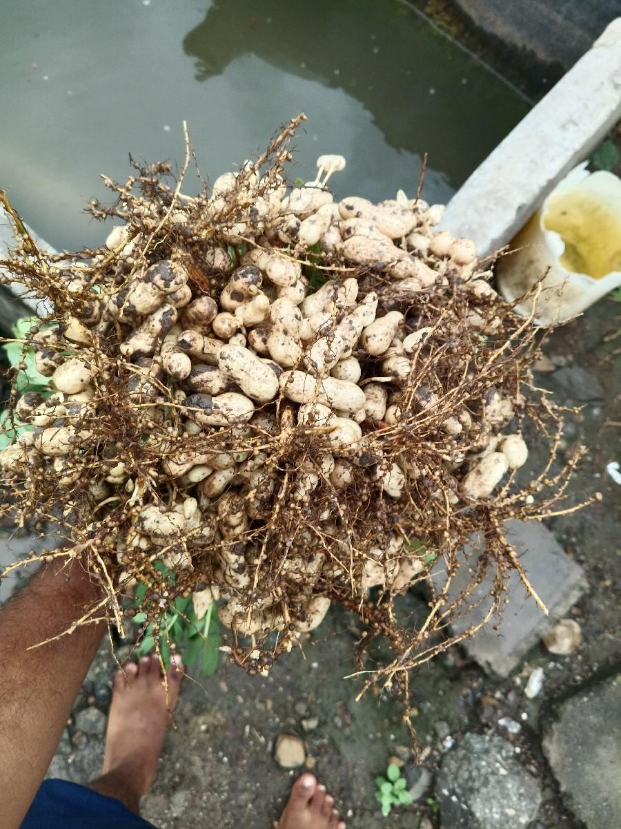 થંબનેલ 3