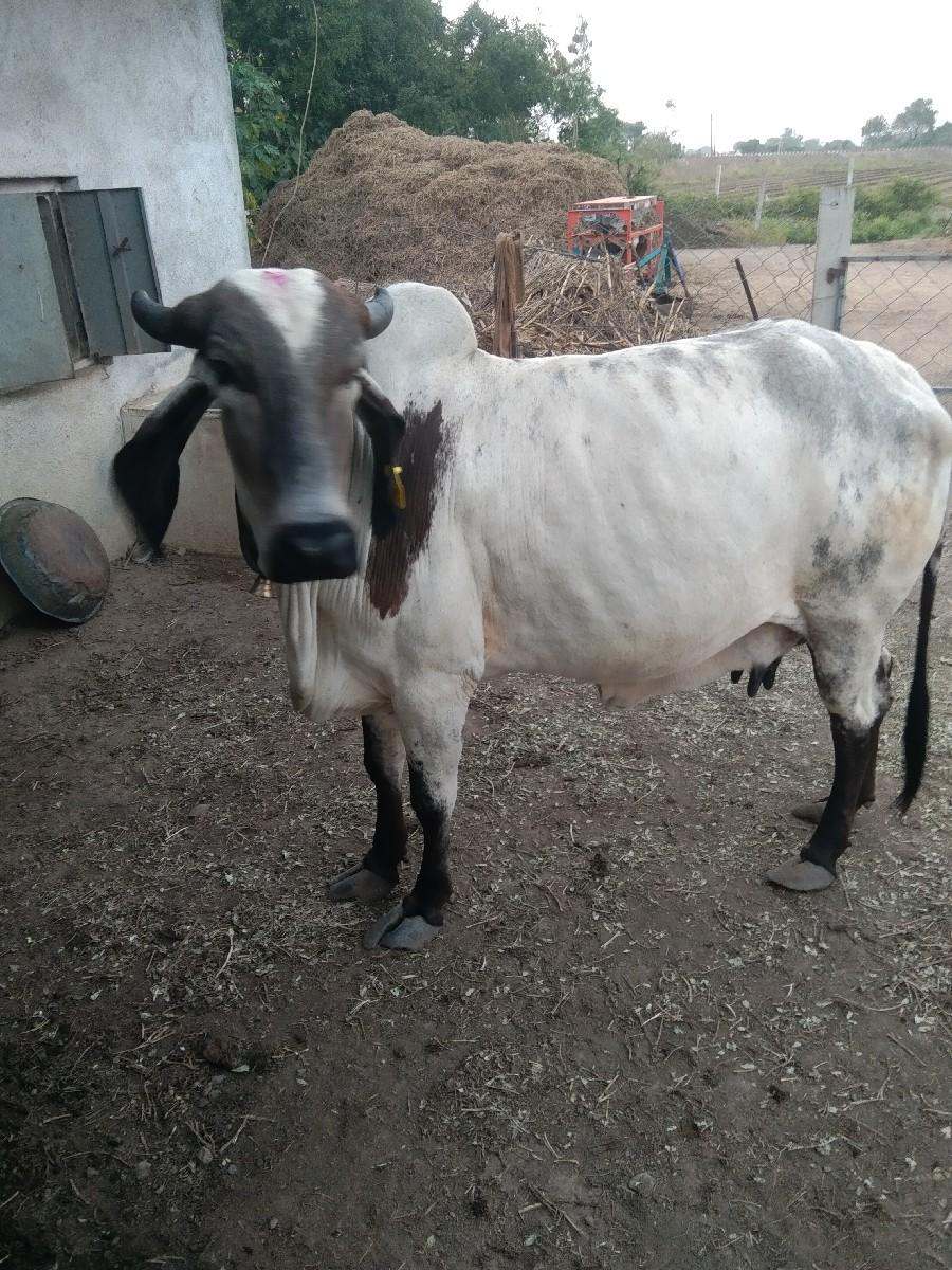 થંબનેલ 2