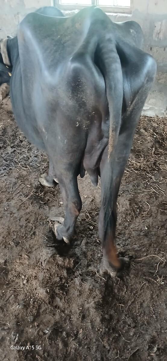 મરુભાઈ પરમાર