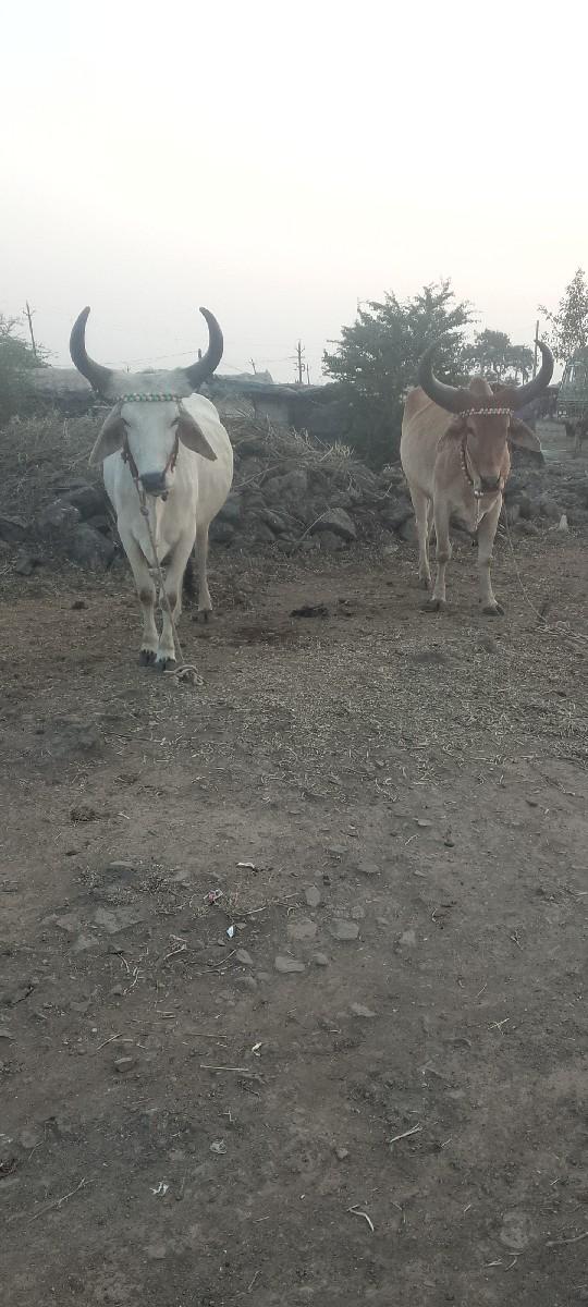 so so Jaate Hain good love