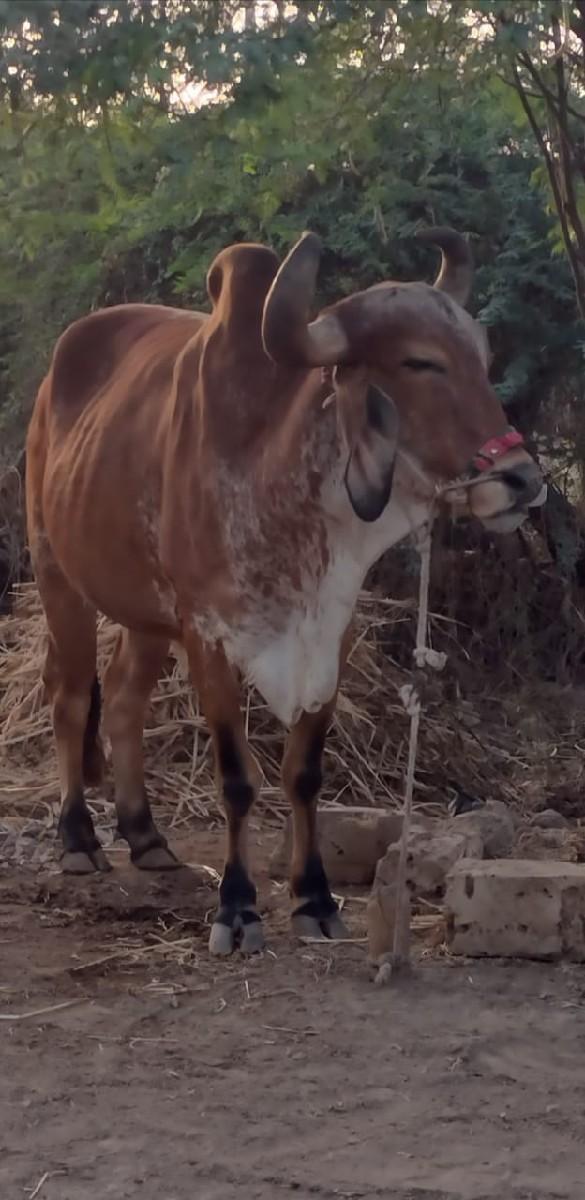 બરધવેસવાનાછે બધીજવાબદારીથી