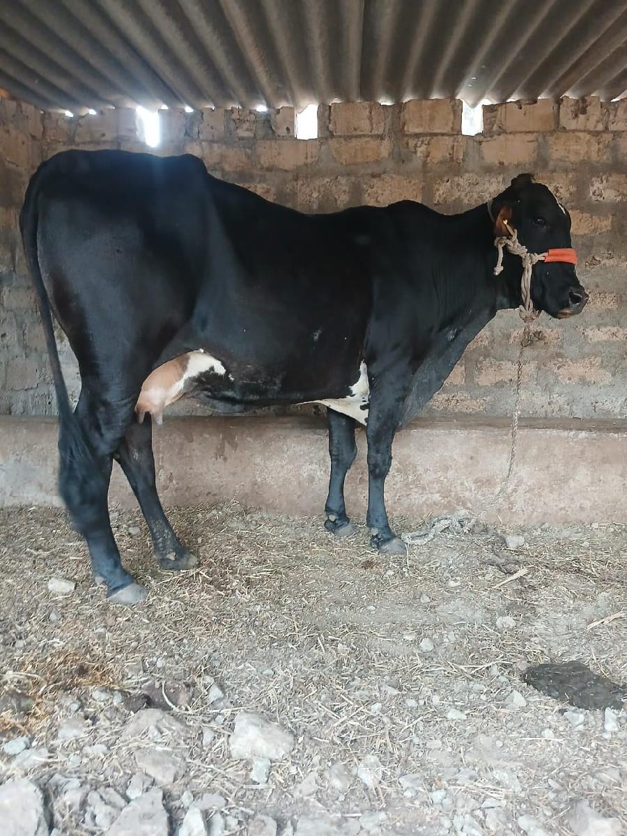 આ.ગાય.વેશવાનિછે