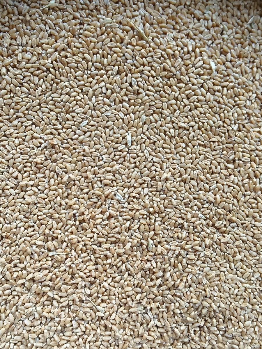 અમેરીકન ટુકડા વેચવા ના છે